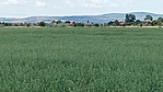 Dinnyés fertő-4