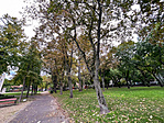 A park fái