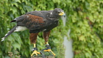 Adler Aréna - 5