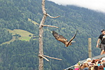 Adler Aréna - 2
