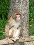 Affenberg - 7