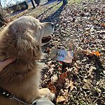 Geokutya rejtekhelykeresés közben :)