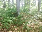 Rejtekfa