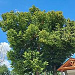 Zalaegerszeg Bocfölde