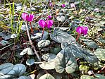Februári ciklámen /Cyclamen coum/