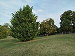 Park az egykori park helyén. Idő kell neki, hogy pótolhassa az egykor hatalmas fákat