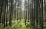 Tipikus őrségi erdő kevés aljnövényzettel (Forrás: csadalatosmagyarorszag.hu)