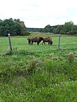 Bölények
