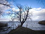 Zala-fok(Balatonszentgyörgy) télen