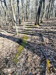 Mohás ösvény a vaskori sánc felé