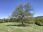 A berkenyefa