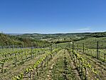 Szekszárdi szőlők