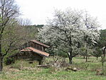 Salomfa