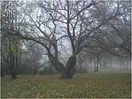 Borongós november