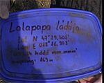 A bokodi fa tövében