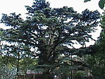 a cédrus