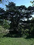 A cédrus
