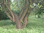 vagy itt