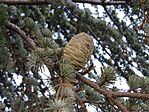 Toboz