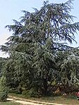 Cédrus