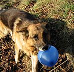 Az ajándék (lufi) az övé lett, (de nem vigyázott rá sokáig)