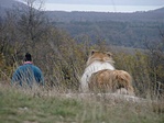 Keresők