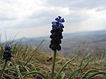 Fürtös Gyöngyike (Muscari neglectum)