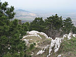 Az örökzöld
