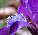 Lábunk alatt kicsi csoda