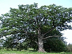 oriás
