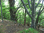 Ent-k