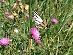 Leszállás