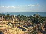 Balaton