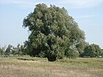 Ent