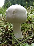 Gomba