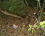 A cache