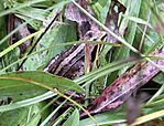Rana Dalmatina