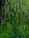 Zöldségek