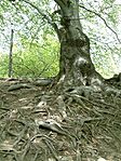 Gyökérzet - de hogy pogány-e?