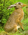 Cickánynyúl