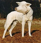 Malackutya