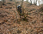 Kesser 1