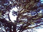 A cédrus