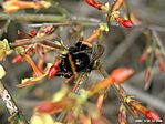 Poszméh (Bombus terrestris)