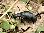Közönséges nünüke (Meloe proscarabeus)