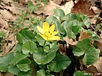 Saláta boglárka (Ficaria verna)