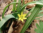 Sárga tyúktaréj (Gagea lutea)