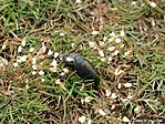 Egy Közönséges nünüke (Meloe proscarabeus)