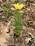 Tavaszi hérics (Adonis vernalis)