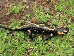 Foltos szalamandra (Salamandra salamandra) csíkos változat